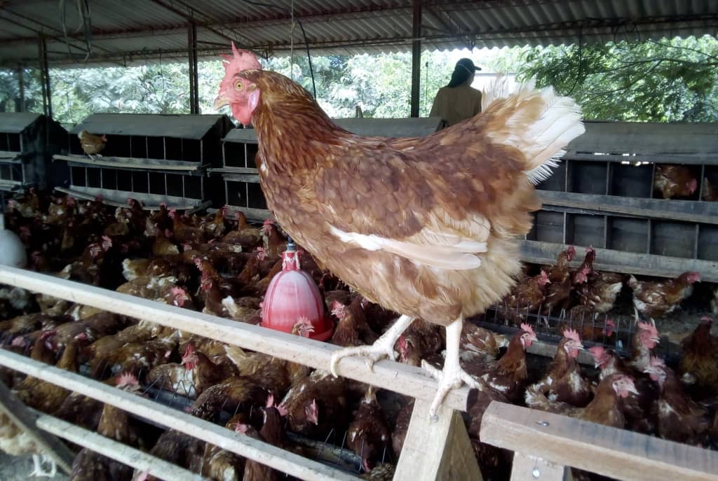 Vecinos de sector Remolino de Hualañé se oponen a instalación de nuevo gallinero