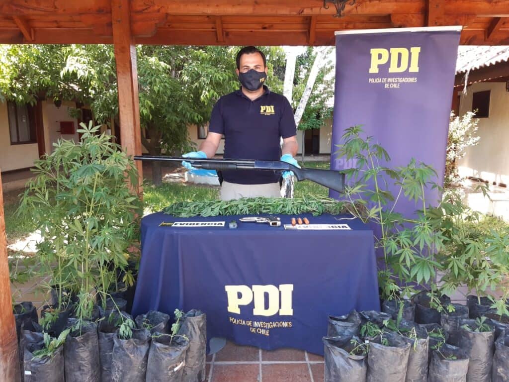 PDI Curicó incautó 48 plantas de marihuana y armas de fuego en Romeral