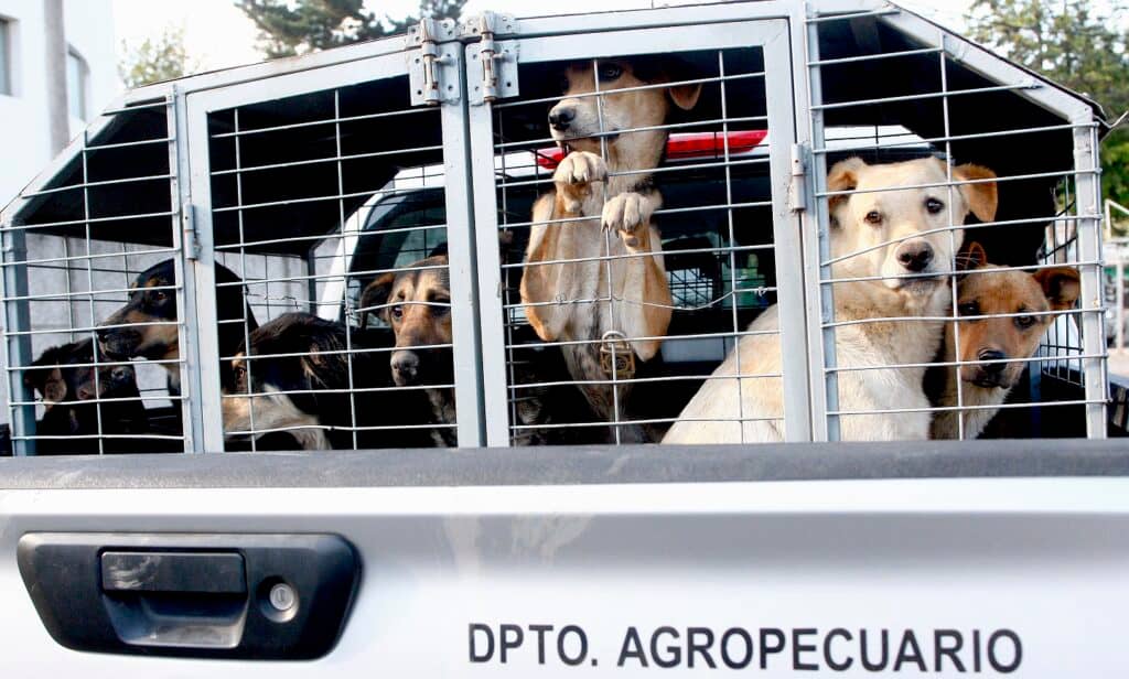 Municipio de Curicó trasladó a 62 perros que estaban en canil de Población Puente Alto