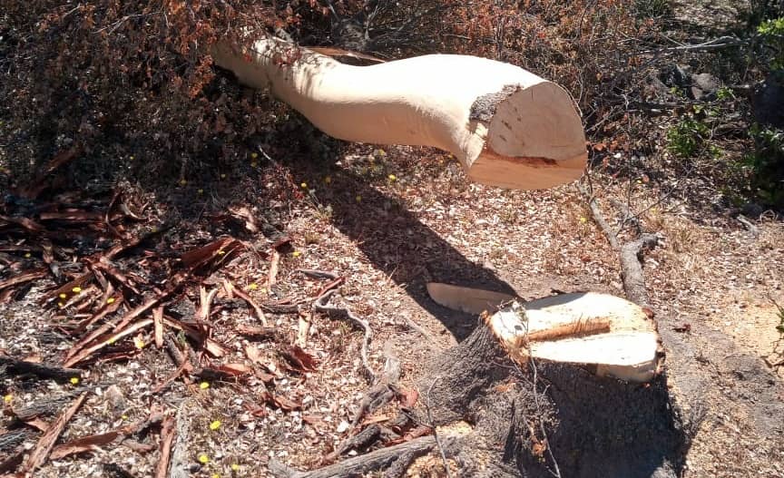 Denuncian posible tala ilegal de árboles de Quillay en predio de Hualañé