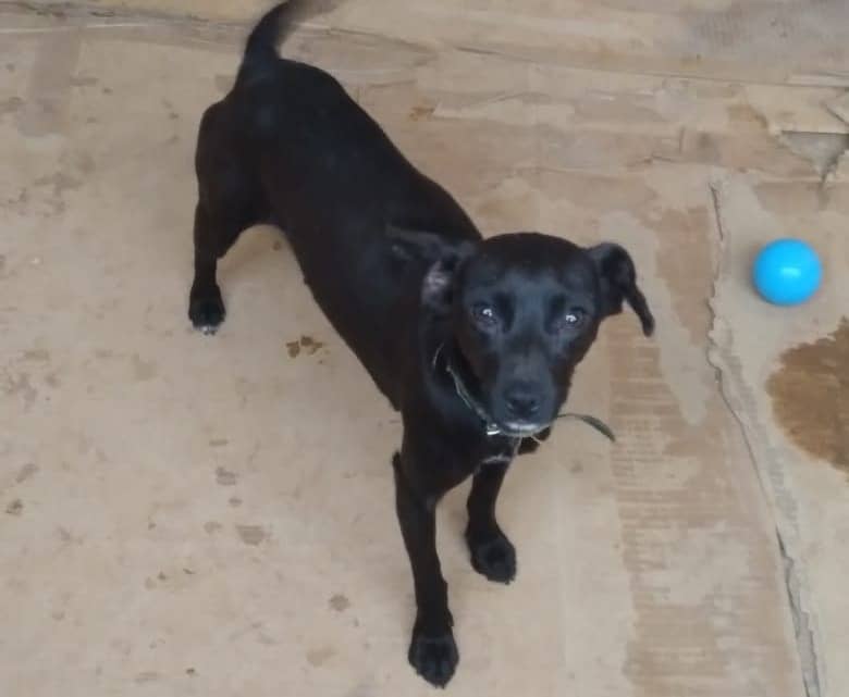 Vecina de Potrero Grande llamó a adoptar perros desamparados tras muerte de su amo