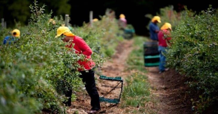 OMIL Rauco realiza capacitaciones y difunde ofertas laborales de temporada