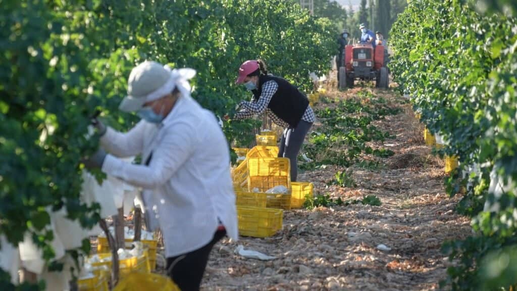 Subsecretario de Agricultura atribuyó falta de mano de obra a cierre de fronteras