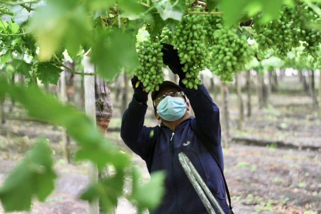 Gobierno cifra en 820 mil los beneficiados por el Bono Pyme y llamó a pequeñas empresas agrícolas a cobrarlo