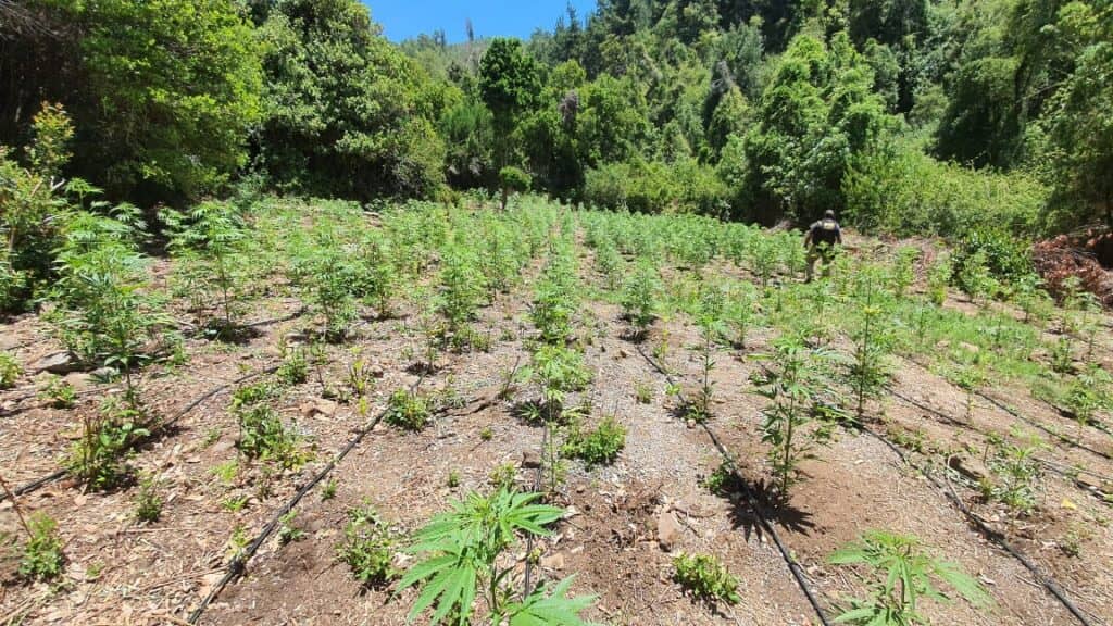 PDI decomisó más de 1.700 plantas de marihuana en sectores precordilleranos de Colbún
