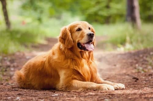Rescatan a 20 golden retriever desde carnicerías de China