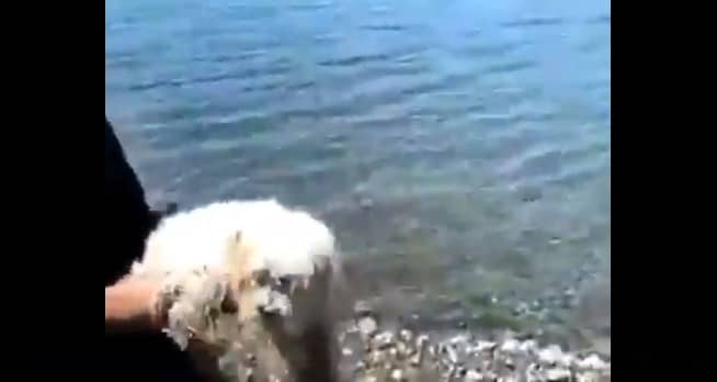 Fiscalía de Castro investiga caso de maltrato de perro arrojado al mar en Chiloé