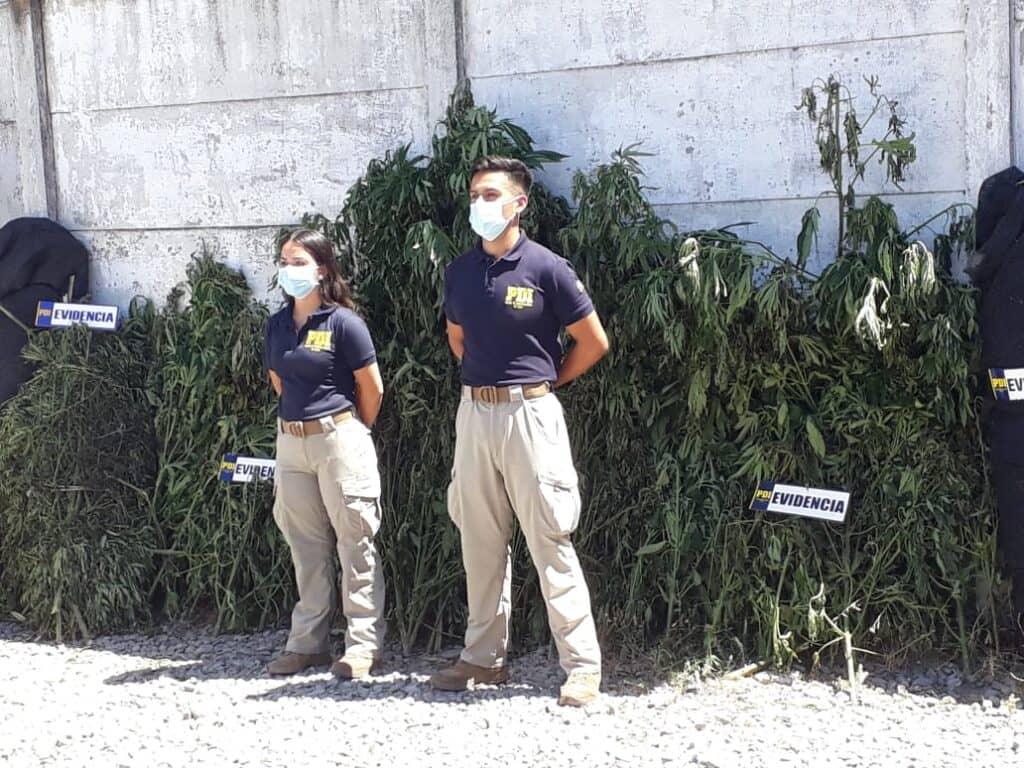 PDI de Curicó encontró cultivo de marihuana con 1.380 plantas en Hualañé