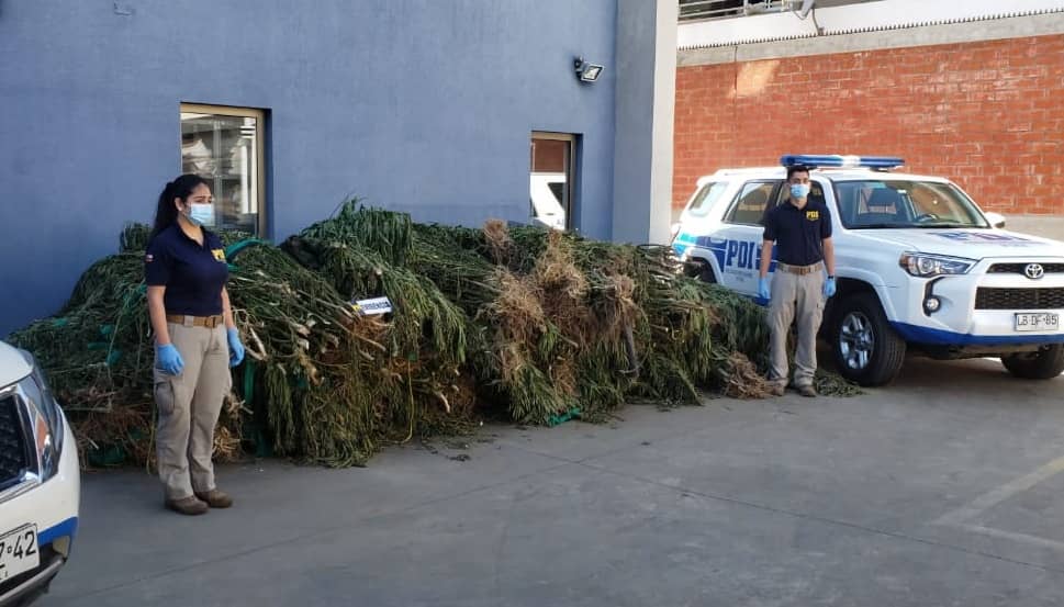 PDI realizó incautación de marihuana avaluada en más de $4.500 millones en Constitución