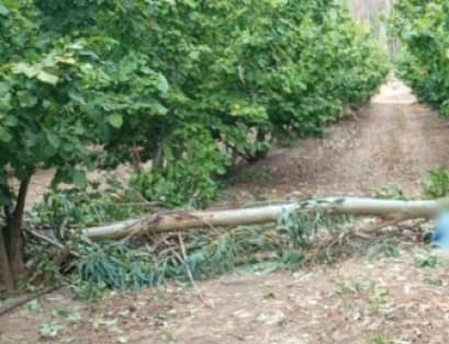 Mujer de 74 años falleció aplastada por árbol en Romeral