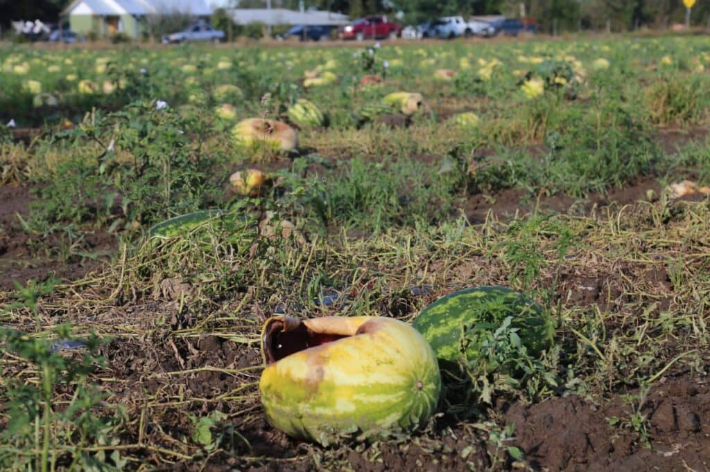 Ministerio de Agricultura realizó llamado a los afectados por el sistema frontal para catastro de daños