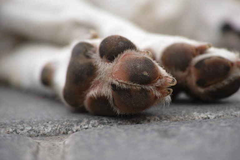 Dueño de veterinaria Rey Conan prestó servicios veterinarios sin estar habilitado