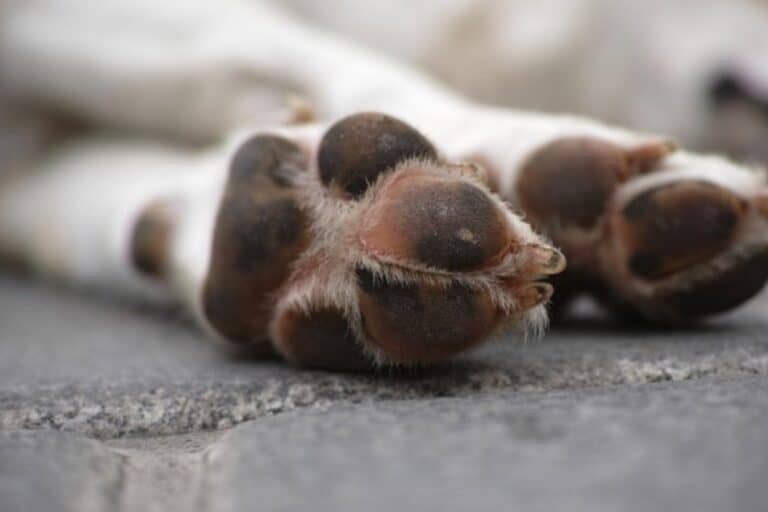 Referentes animalistas critican falta de tenencia responsable tras ataque de perro en Curicó