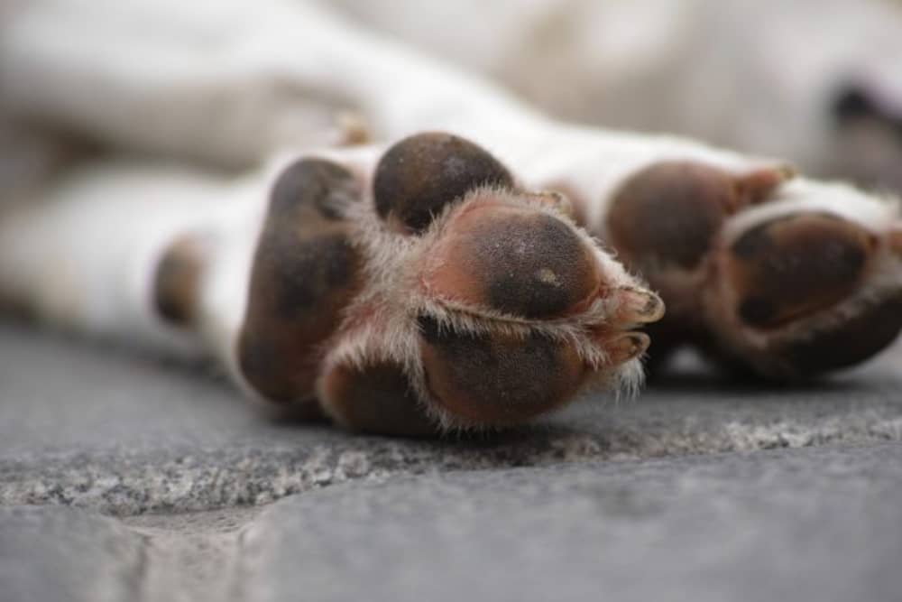 Mujer denunció cruel maltrato a su perro en sector Las Arboledas de Teno