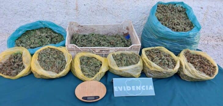 Madre e hijos fueron detenidos por cultivo y tráfico de marihuana en Hualañé