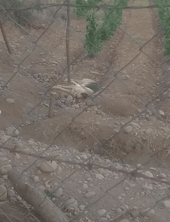 Actualización: Más de una docena de perros fueron encontrados muertos durante los últimos meses en Romeral