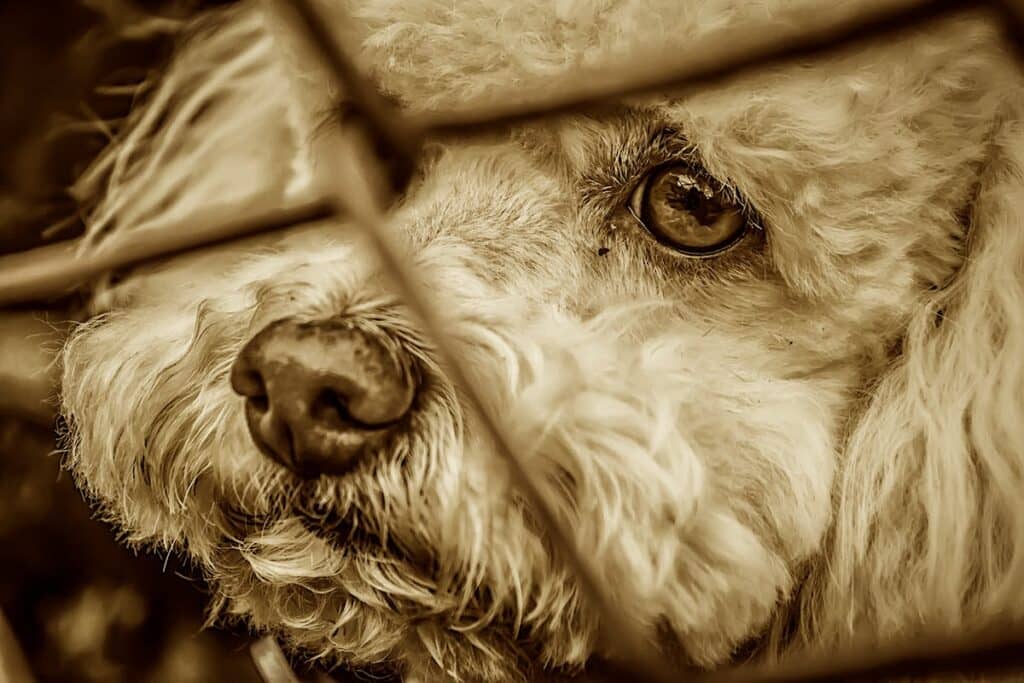 Denuncian nuevo caso de maltrato animal en Curicó