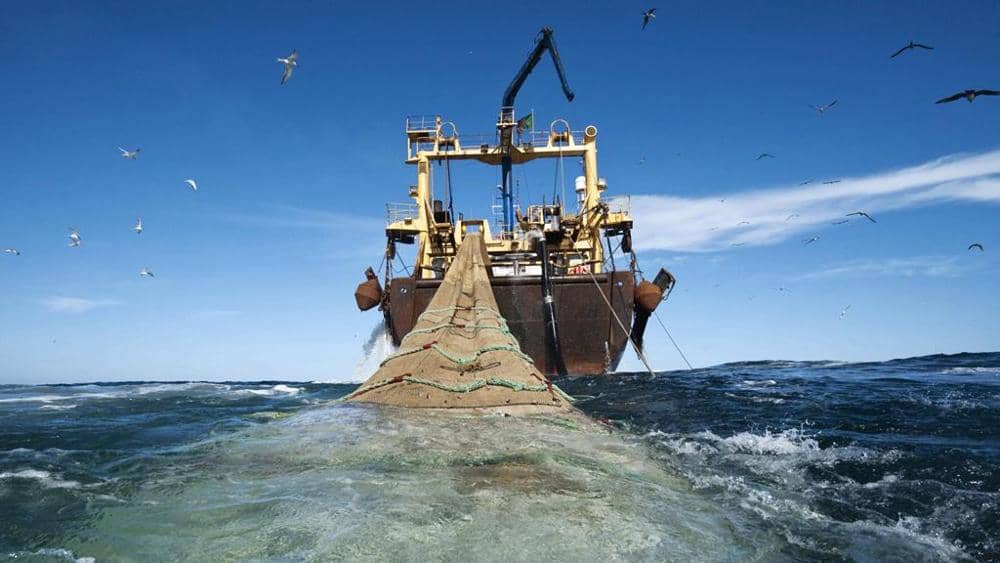 Cámara rechazó el proyecto que prohíbe la pesca de arrastre para la merluza común