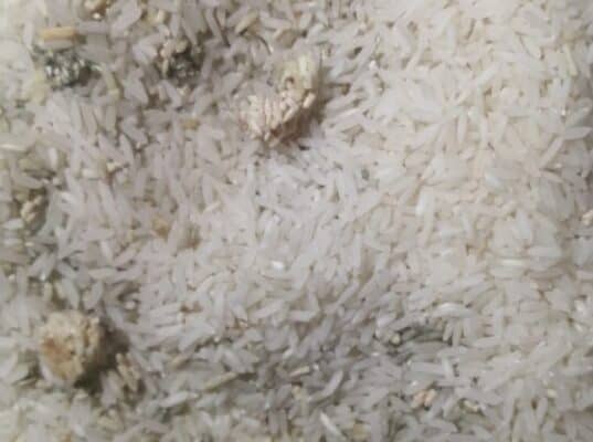 Ingeniero agroindustrial explicó cómo se generan los gusanos y larvas encontrados en alimentos
