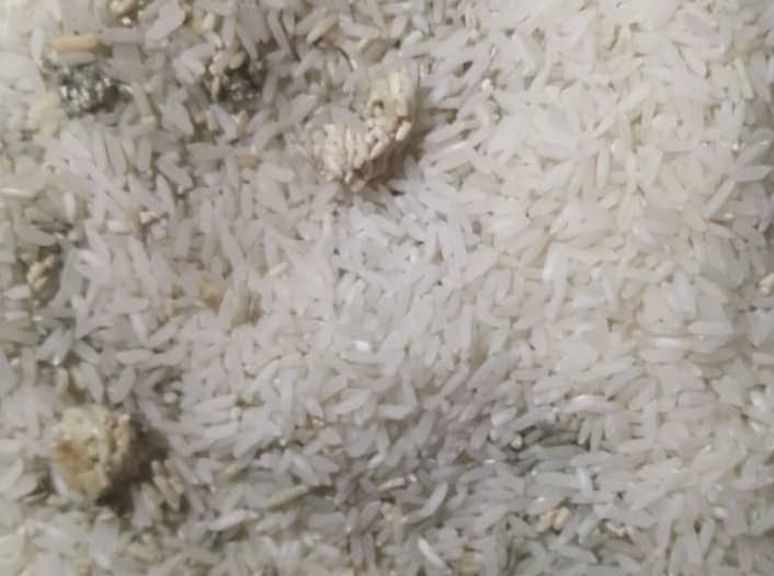 Ingeniero agroindustrial explicó cómo se generan los gusanos y larvas encontrados en alimentos