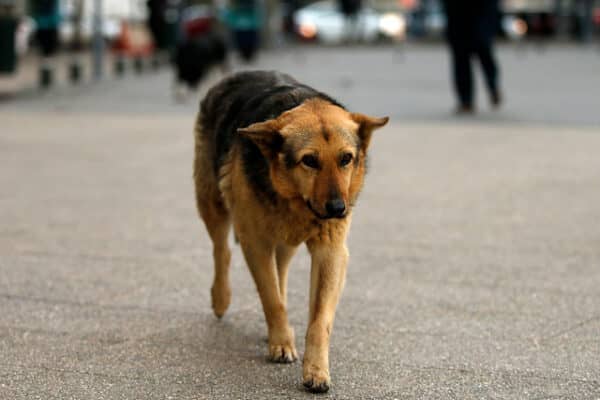 Incentivan Ley de Tenencia Responsable de Mascotas tras muerte de persona