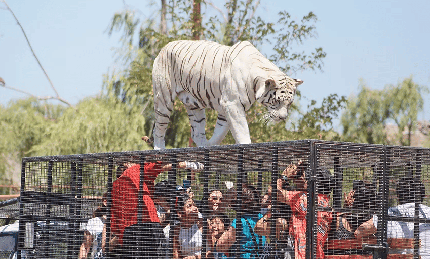 Cuidadora del Parque Safari de Rancagua falleció tras ser atacada por un tigre