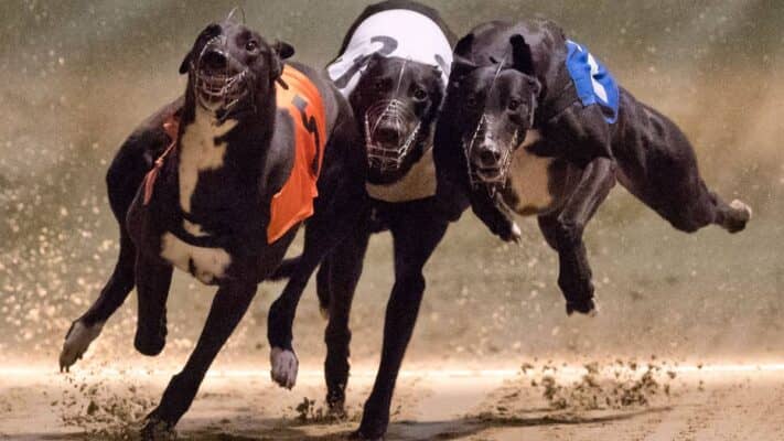 Diputados insisten con proyecto para prohibir las carreras de perros