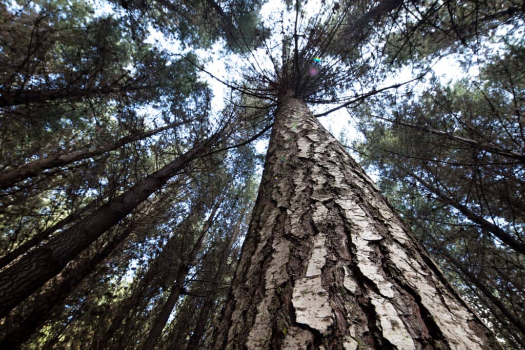 Trabajador forestal murió en accidente laboral en Romeral