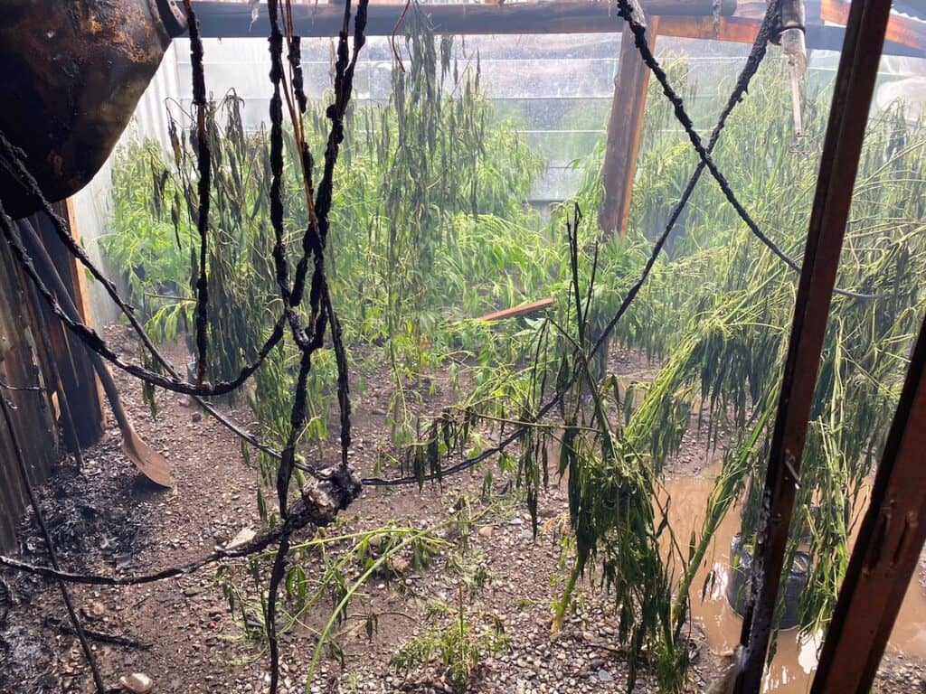 Incendio deja al descubierto plantación de marihuana en Rauco