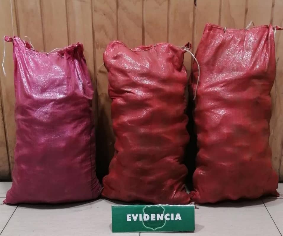 Carabineros de Curicó detuvo a sujetos que robaron sacos de papas desde una propiedad