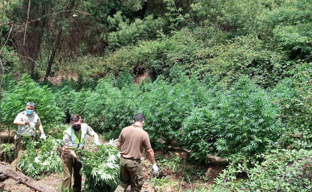 Carabineros encontró cien plantas de marihuana en la reserva nacional Laguna Torca de Vichuquén