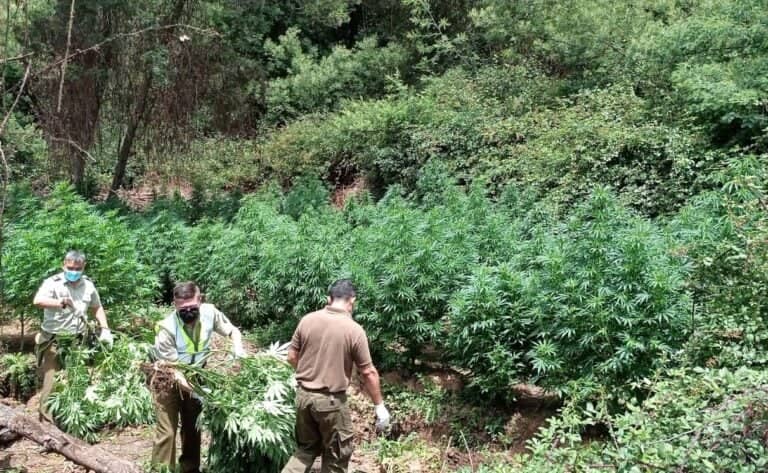 Carabineros encontró cien plantas de marihuana en la reserva nacional Laguna Torca de Vichuquén
