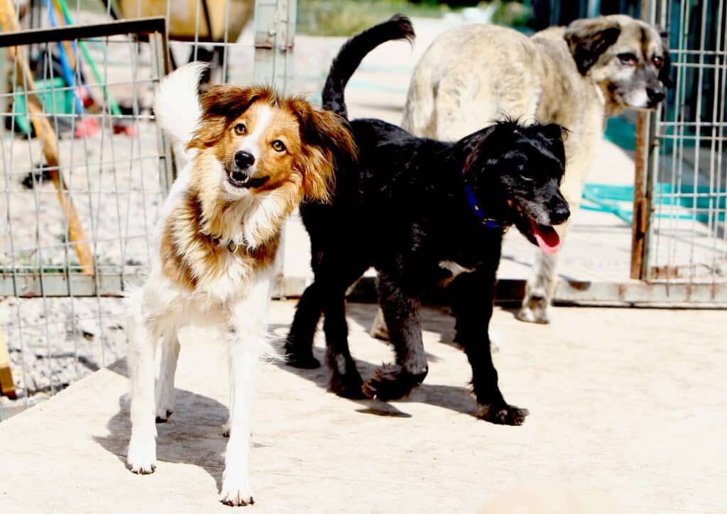 Canil municipal de Curicó llama a la comunidad a adoptar perros
