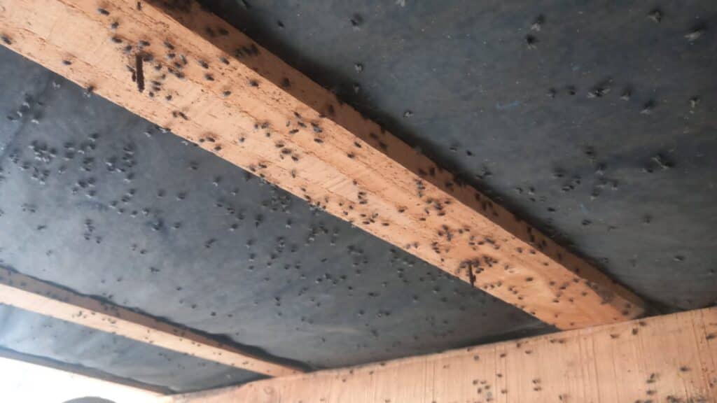 Concejal de Sagrada Familia denuncia plaga de moscas por aplicación de guano en los campos