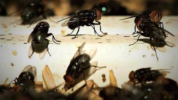 Vecinos de Población Mataquito denuncian plaga de moscas y malos olores desde restos de mega incendio