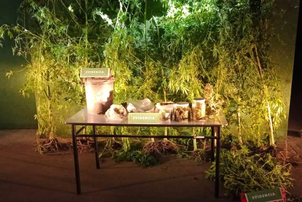 Carabineros de Teno detuvieron a hombre que mantenía cultivo de marihuana en su casa