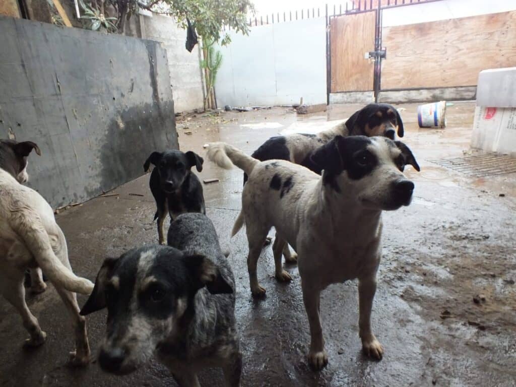 Maltrato animal: Abandonan casa dejando a 15 perros en su interior