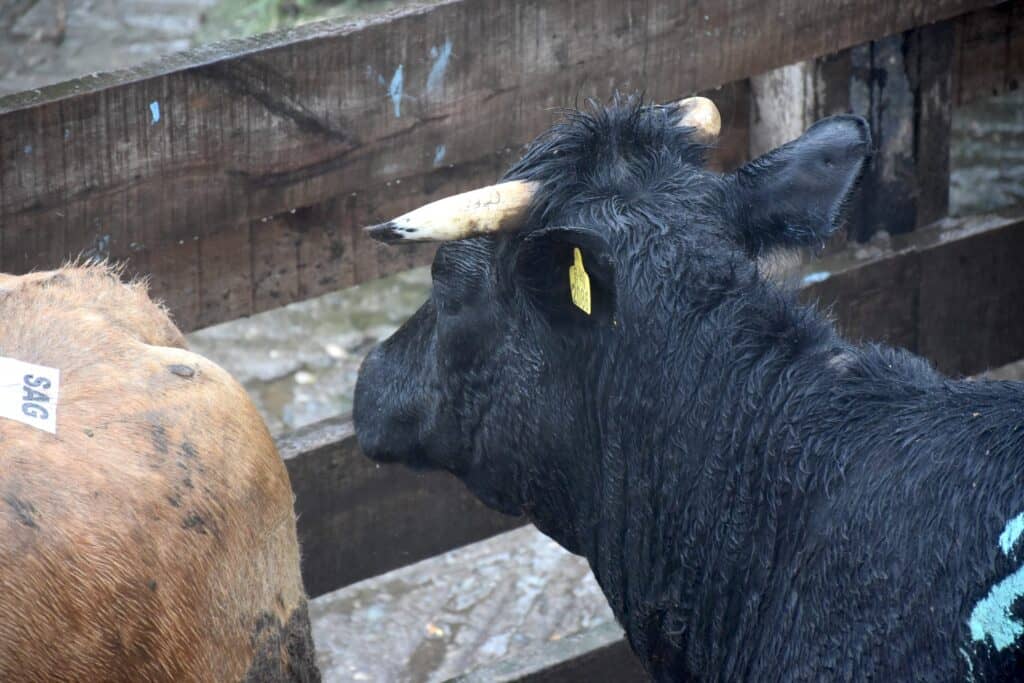 Detienen a cuatrero que faenaba vacuno en Romeral