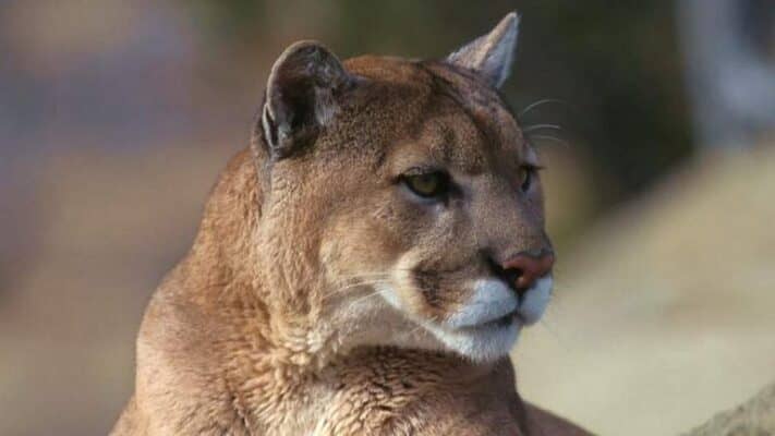 SAG capturó a puma en sector poblado en la precordillera de Teno para ser reintegrado a su hábitat