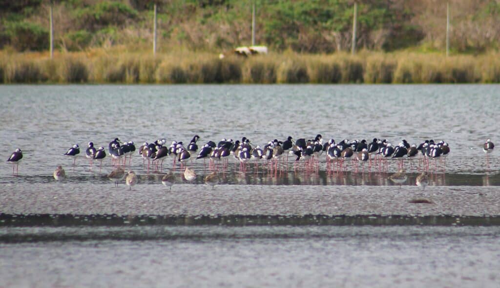 Con trekking y jornada de avistamiento se celebró Día de las Aves Migratorias en el Río Mataquito