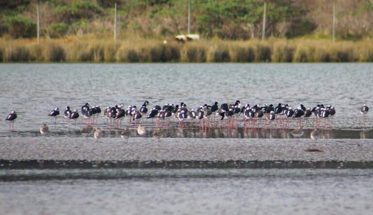Con trekking y jornada de avistamiento se celebró Día de las Aves Migratorias en el Río Mataquito