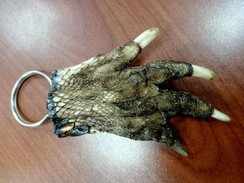 Detienen a sujeto que vendía partes disecadas de lagarto en una feria de Rancagua