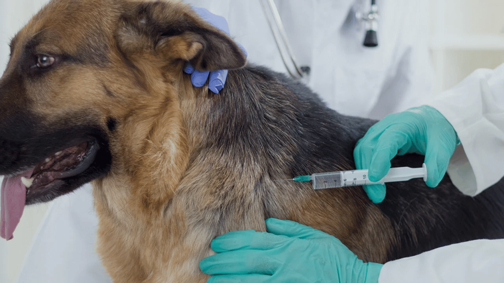 Concejala Paulina Bravo propuso crear Farmacia Veterinaria Popular en Curicó