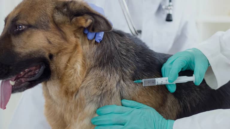 Municipalidad de Romeral anuncia operativo gratuito de implantación de microchip para mascotas