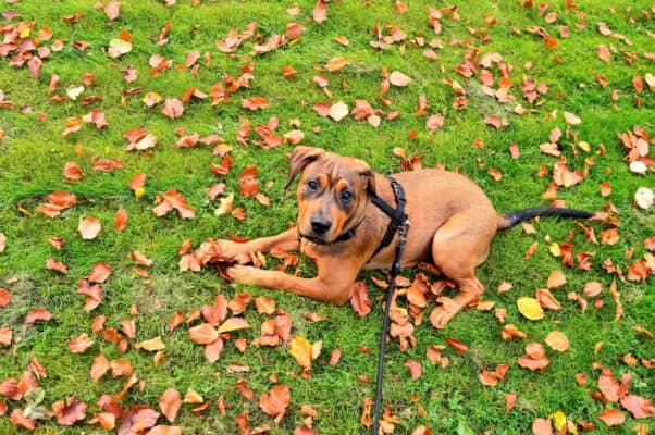 ¿Cuáles son los elementos indispensables para tu perro?