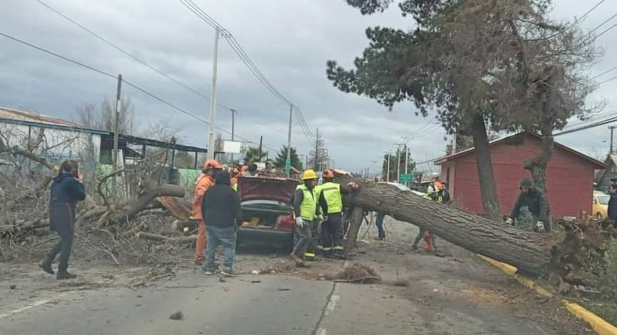SIAT de Carabineros investiga muerte de mujer por caída de árbol sobre automóvil en Romeral