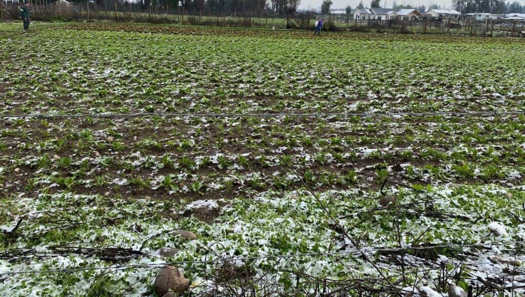Diputado Felipe Donoso exige al Gobierno activar seguros y entregar ayuda a agricultores afectados por la nieve
