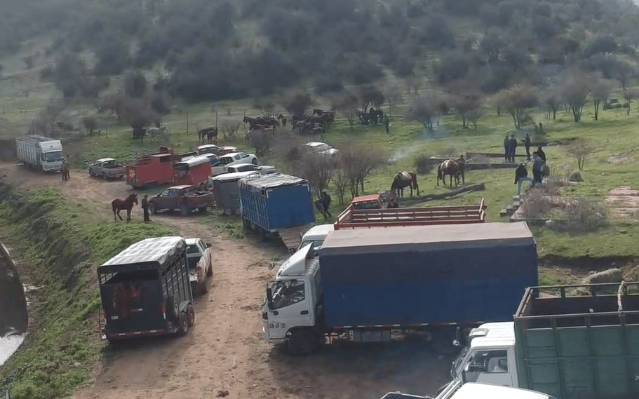 PDI recupera en la región de O’Higgins caballos robados en la zona central