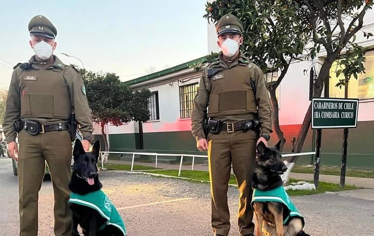 Perros policiales detienen a delincuente en el centro de Curicó