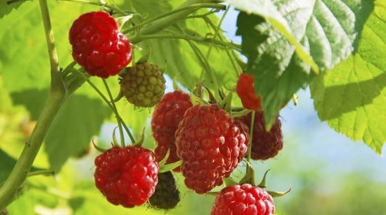 Primer Encuentro Regional de Productores de Fruta en Curicó se realizará de forma gratuita este miércoles